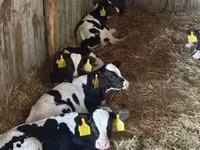 황소, Russian Black pied cattle — 사진 1