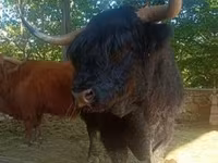 گاو نر, Highland — عکس 3