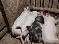 แม่สุกร, หมู — รูปภาพ 5