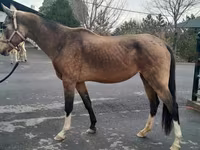 ม้าตัวเมีย, Akhal-Teke — รูปภาพ 3