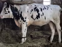 Lembu betina, Russian Black pied cattle — foto 2