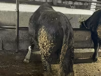 วัวตัวผู้, Swiss cattle — รูปภาพ 5