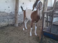 بز ماده, Nubian Goat — عکس 6
