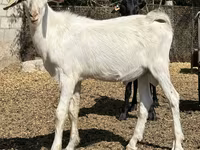 Ri’ lab, Nubian Goat — sawirka 5