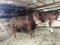 Stier, Limousin koe — foto 2
