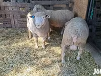 Κριός, Ile-de-France sheep — φωτογραφία 4