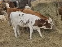 Kvæg (parti, køn ikke angivet), Simmental cattle — foto 8