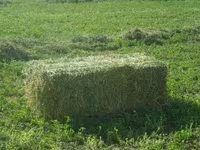 cumpar lucerna — 1-сурет