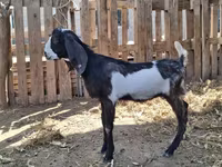 Țap, Kamori goats — foto 2
