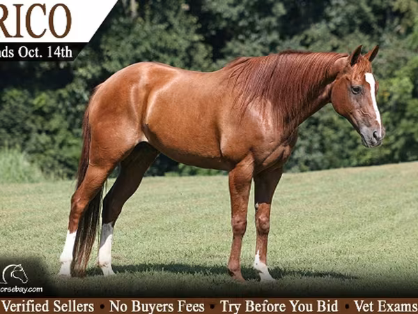 Aygır, Quarter Horse