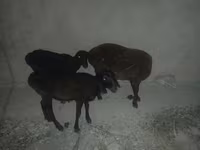 میش, Karakul sheep — عکس 2