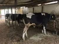 Stier, Russian Black pied cattle — foto 1