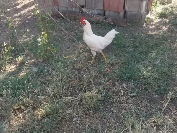 Chickens