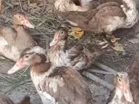 مسکوی خانگی — عکس 1