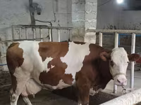Tjur, Simmental cattle — foto 2