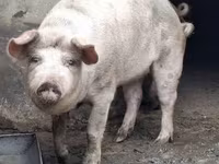 Scrofa, Дюрок — foto 6
