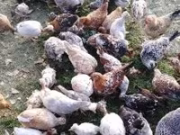 Chickens — zdjęcie 5