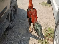 Chickens — foto 3