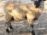 Vædder, Shroshire sheep — foto 3