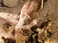 Domestic Muscovy — foto 1
