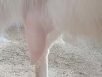 แพะตัวเมีย, Russian White goat — รูปภาพ 2