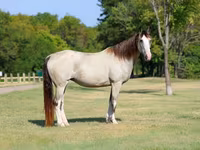 مادیان, Skyros Pony — عکس 3