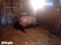 Scrofa, Maiali — foto 3