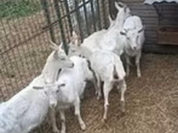 Ged, Saanen goat