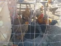 Brahma — Foto 2