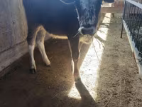 Vacă, Bovine — foto 2