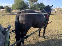 اسب نر, Nonius horse — عکس 7