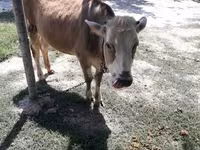 Krava, Simmental cattle — fotografija 1