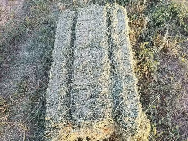 КУПЛЮ Сено в тюках клевер 3 укос по сокулукскому району с доставкой