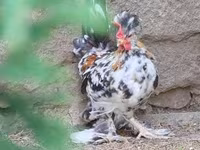 Chickens — 1 зураг