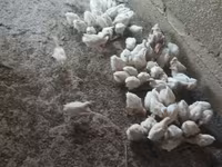 Chickens — รูปภาพ 5