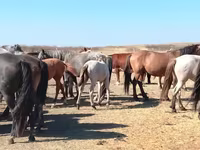 Cal, Mugalzhar horse — foto 6