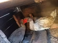 Ducks — φωτογραφία 3