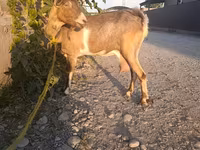 بز ماده, بز — عکس 2