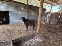 Kambing jantan, Sheep — foto 8