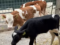 گاو نر, Simmental cattle — عکس 5