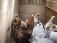 Chickens — photo 3
