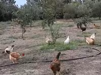 Chickens — sawirka 1