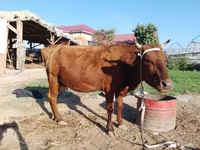 İnek, Sığır — foto 7
