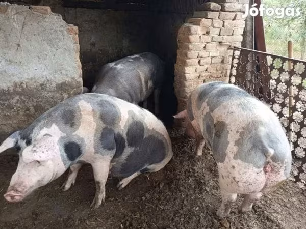 Vepar, Свиње