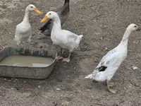 Geese — foto 6