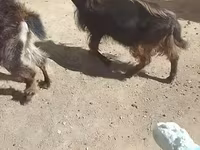 Kambing (lot, jantina tidak dinyatakan), Goats — foto 4