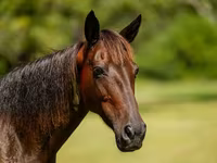 Кобила, American paint horse — снимка 6