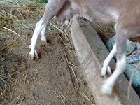 بز ماده, LaMancha goats — عکس 4
