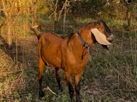 Bok, Nubian Goat — foto 1