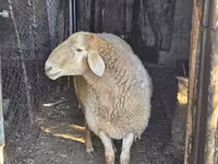 Beran, Hissar sheep — foto 4